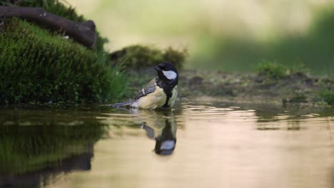 great tit bathing in a pond