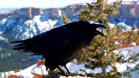 un cuervo negro rígido o un cuervo parado sobre un pilar de roca en un soleado día de invierno en el parque nacional bryce canyon, utah