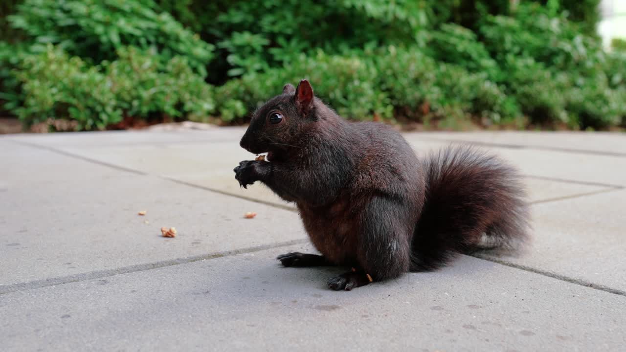 carino scoiattolo nero che mangia noci nel cortile