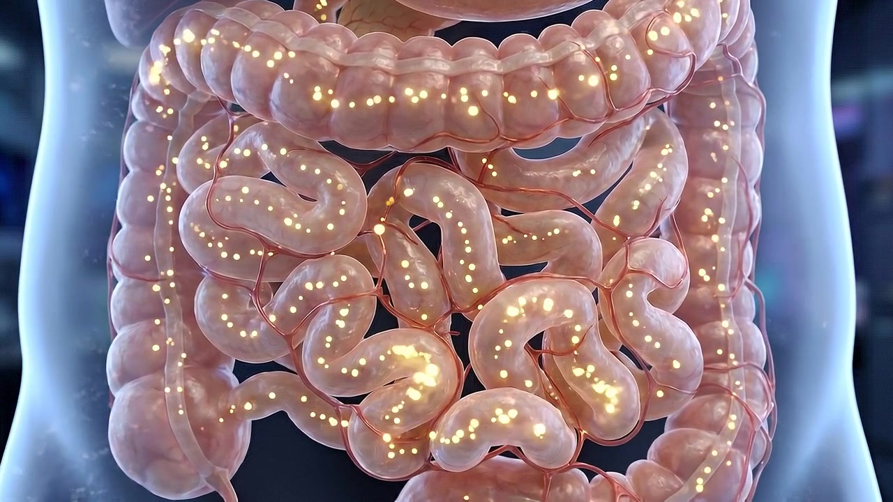 Close intestinal anatomy showing dense loops inside transparent abdomen