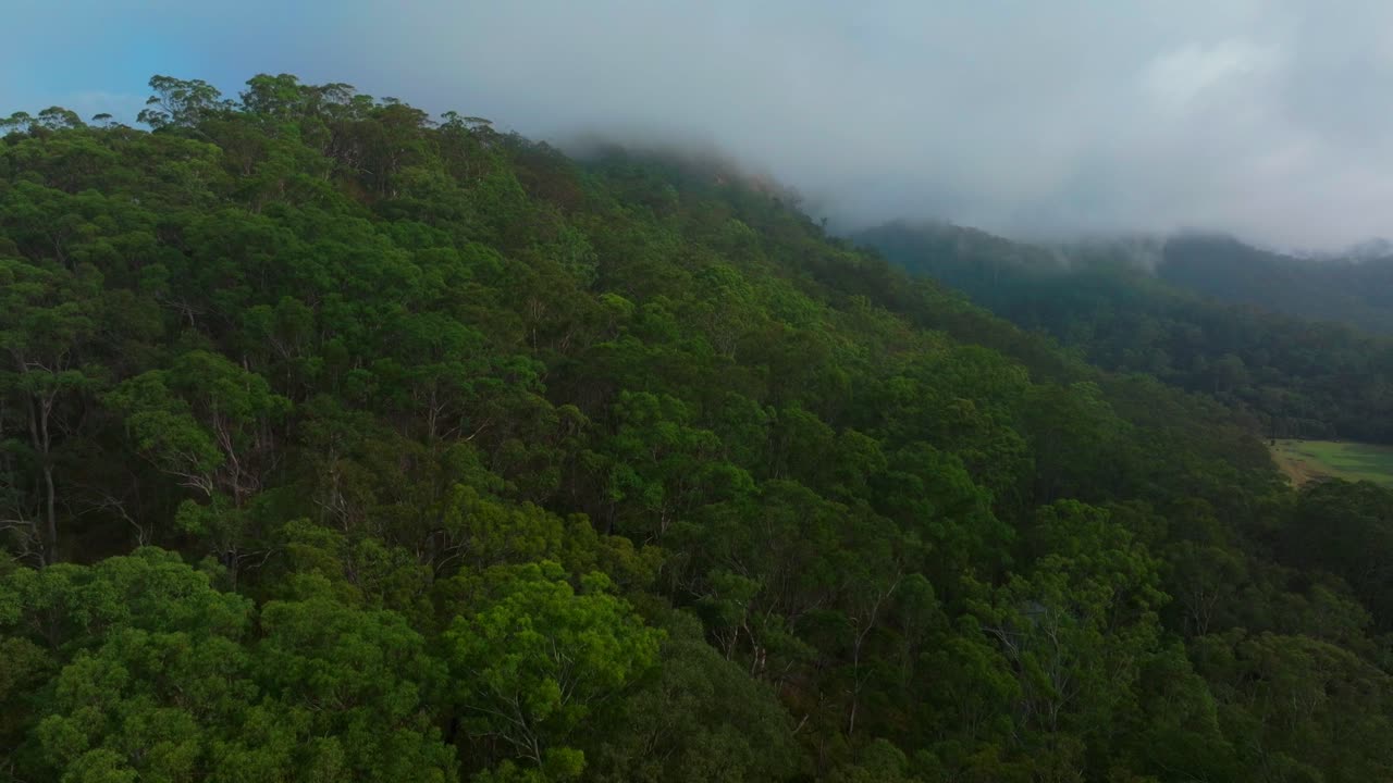 Misty clouds Lower Mangrove gum eucalyptus trees Dharug Popran forest Hawkesbury River Creek NSW Sydney Blue Mountains Australia aerial drone Spring Summer misty sunny morning upwards motion