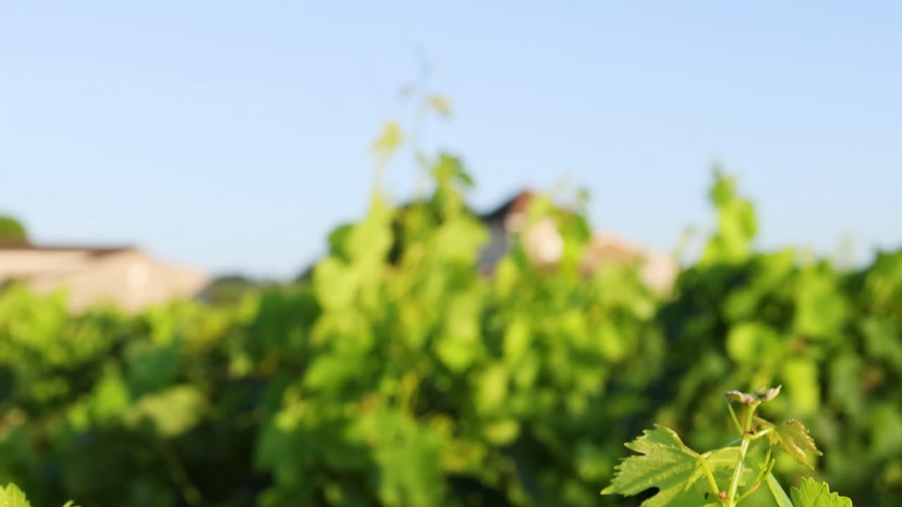 Vibrant green vineyard leaves with a distant view of a cottage under a clear blue sky.