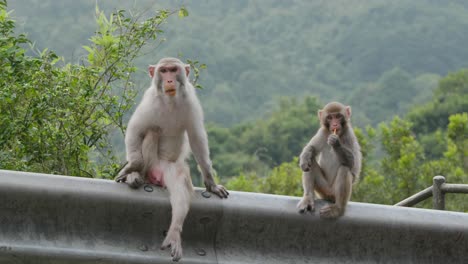 des singes sauvages à l'extérieur