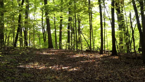 Dappled-sunlight-on-the-brown-leaf-litter-of-a-forest-with-slender-green-trees-in-background