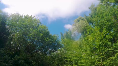 夏の英国 4 k でぼんやりとした太陽の光と青空と明るい緑の木々 の夢のような滑らかな映像