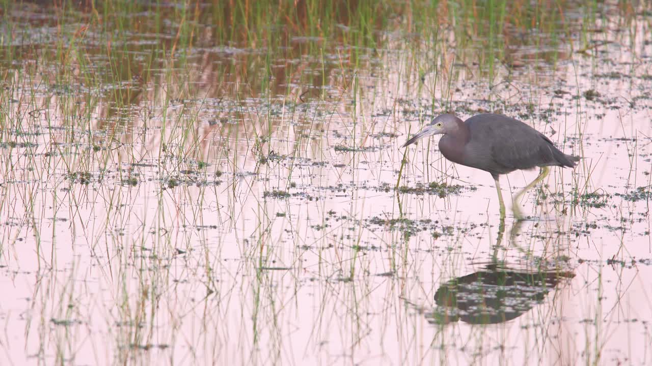 pequeña garza azul caminando por el agua en busca de comida para alimentar