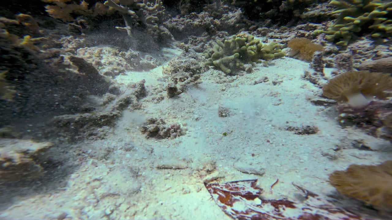 En krokodillefisk, camoufleret blandt det levende koralrev