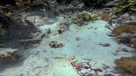 a crocodilefish , camouflaged among the vibrant coral reef