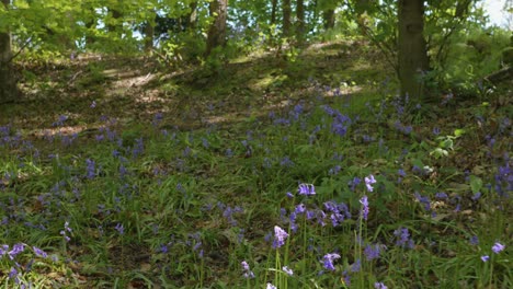 Retrocediendo-A-Través-Del-Hermoso-Bosque-De-Campanillas-En-Primavera