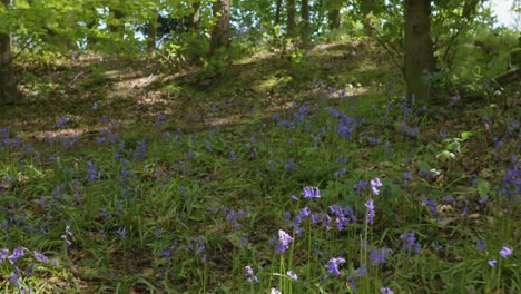 tirando hacia atrás a través del hermoso bosque de bluebell en la primavera