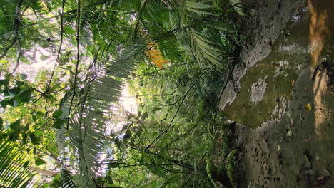 vertical video of drone dolly into the streamlet in the panama rainforest during early morning