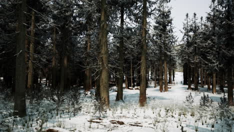 snowy winter forest landscape