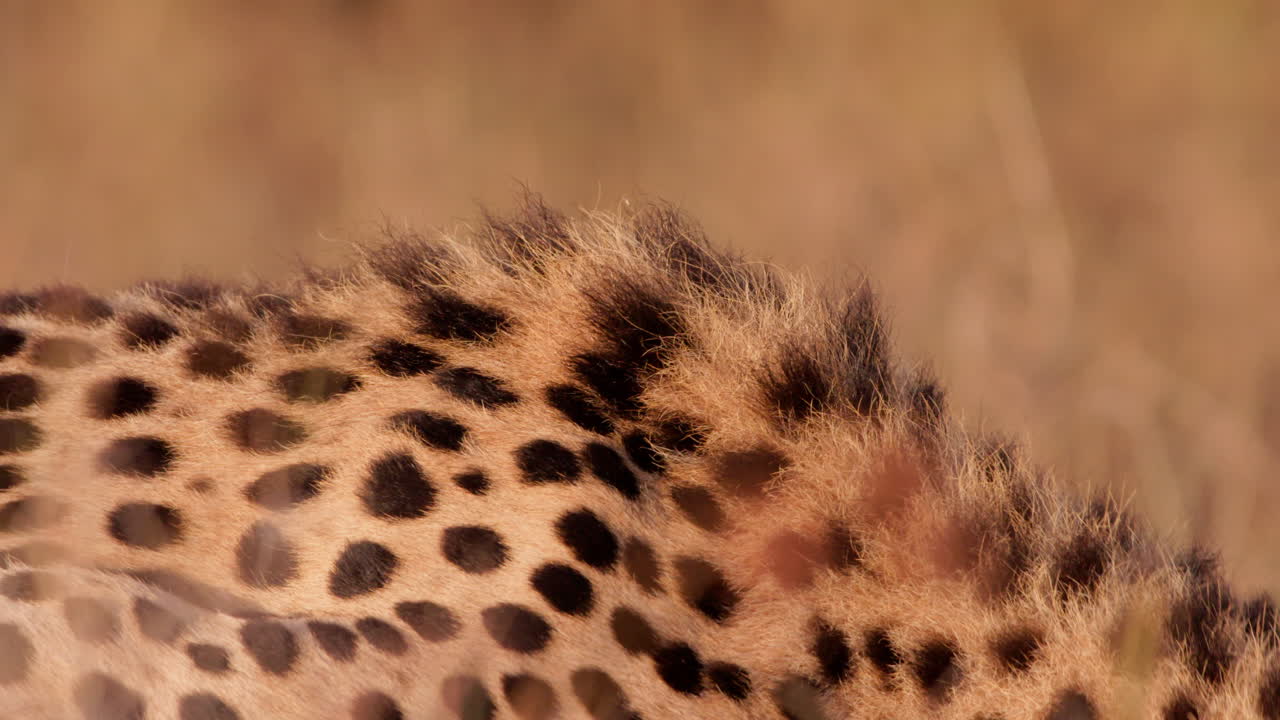 Extreme close up shot of a cheetah's neck spotted pattern