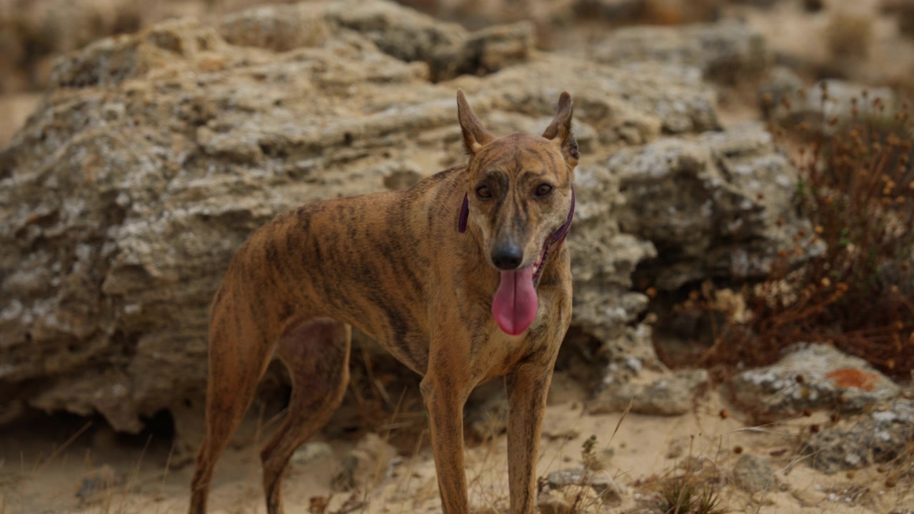 Whippet dog enjoying an outdoor moment.