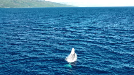 Beautiful-slow-motion-of-a-migrating-humpback-whale-breaching-off-the-coast-of-Maui,-Hawaii-USA