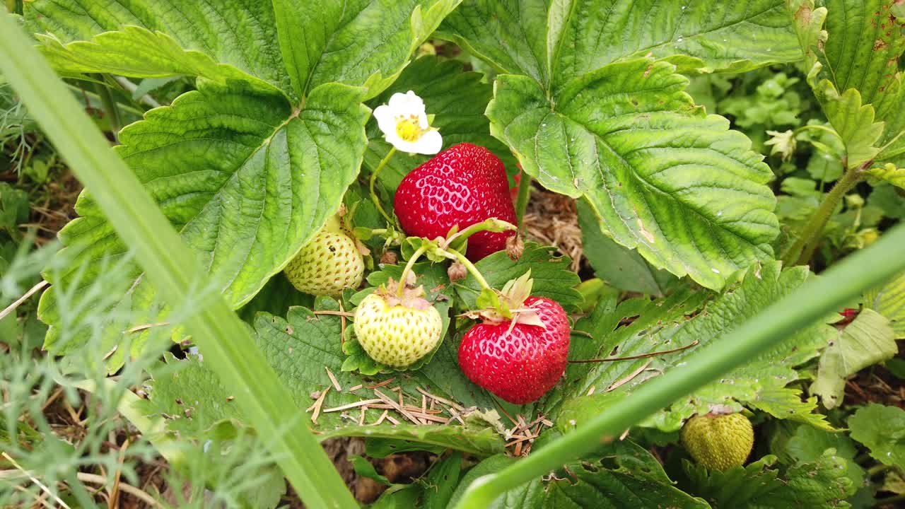 꽃 과 열매 를 뽑을 준비 가 되어 있는 딸기 식물 들 의 모습.