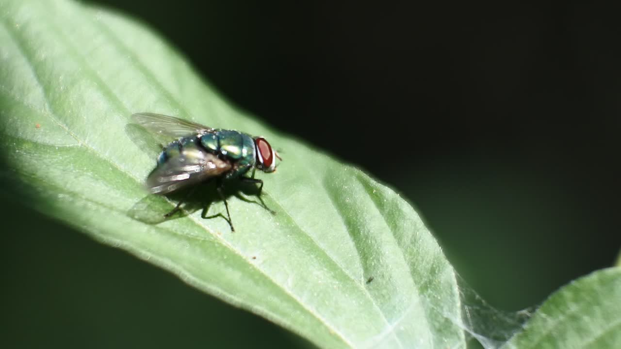 volar videos de alta definición