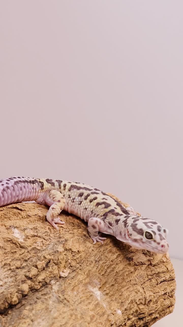 En leopardgekko bevæger sig hen over en tekstureret sten under blød belysning, der viser sine unikke mønstre og naturlige adfærd