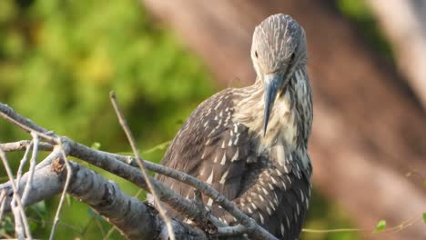 Rufous-Night-Heron-in-pond-..