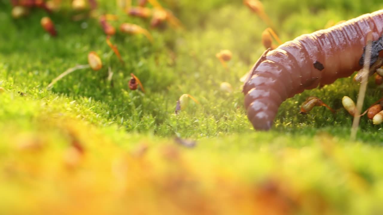 지 ⁇ 이 (영어: earthworm) 는 지상 무척추동물로 클리텔라타 (clitellata, order oligochaeta, phylum annelida) 에 속한다. 그들은 튜브 내의 튜브 체계를 나타낸다.