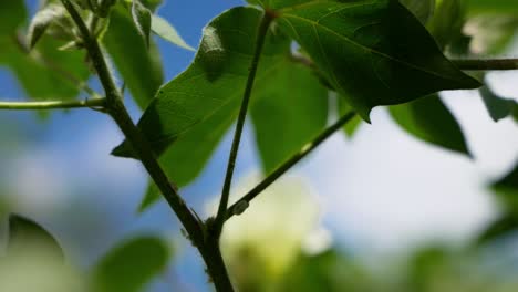 Aphids-On-Branches-Of-A-Cotton-Plant-On-The-Fields