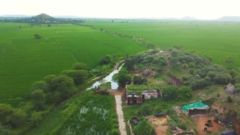 Luftdrohnenaufnahme-Von-Grünen-Rohreisfeldern-In-Einem-Dorf-In-Madhya-Pradesh,-Indien