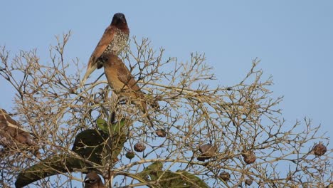 Lonchura-in-top-of-the-tree-