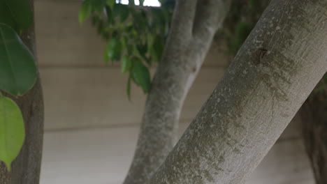 primer plano de tronco de árbol en un patio trasero con hojas moviéndose en el viento
