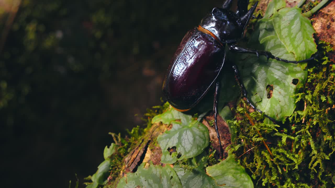 Closeup view of a giant rhinoceros beetle of Megasoma family walking in the vibrant Amazon rainforest