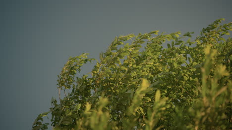 close-up of green leaves swaying in gentle wind against clear blue sky, the foliage shows vibrant shades of green with sunlight softly illuminating leaves
