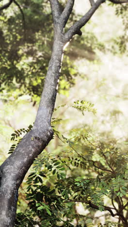 forest tree trunk with sunlight