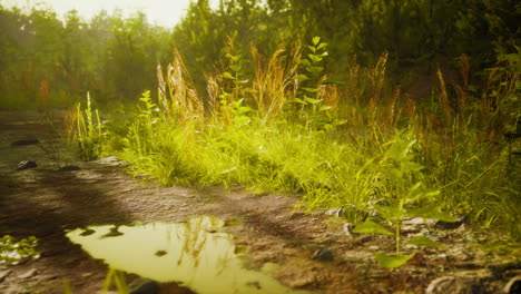 Camino-Rural-En-La-Mañana-De-Verano