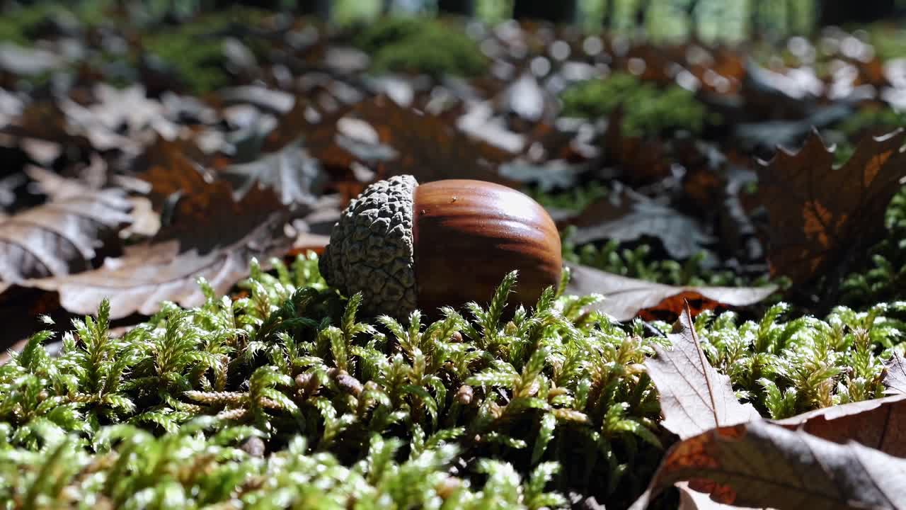 Close-up video angle of an acorn on moss, capturing the forest floor's texture and autumn leaves
