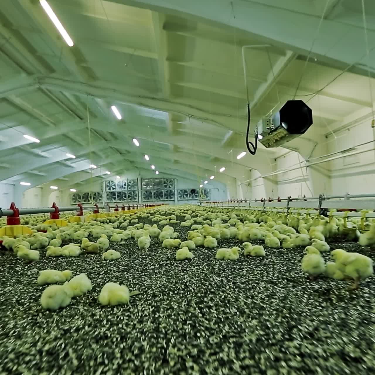 pollos pequeños en la granja