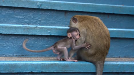 monos bebé y madre en las cuevas batu, selangor, kuala lumpur, malasia