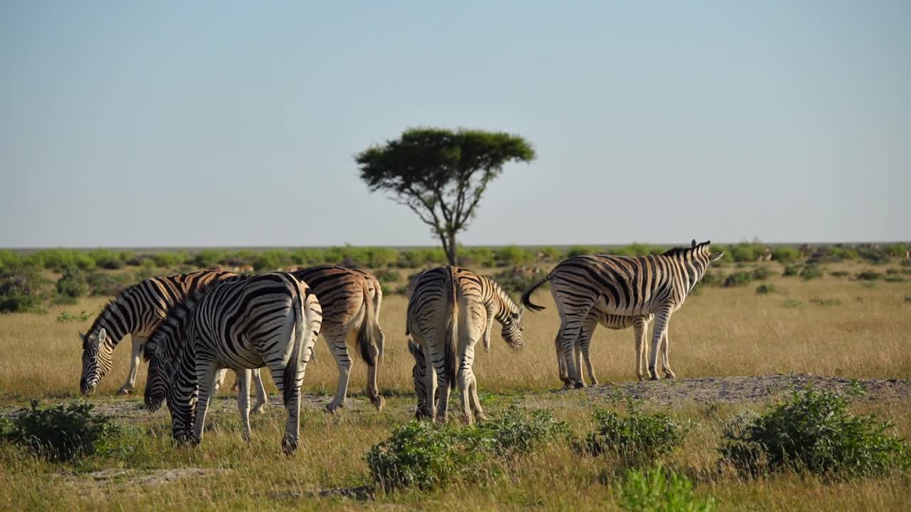 En flok zebraer græsser på den åbne savanne i Etosha Nationalpark i Namibia og slapper af nær et akacietræ under en klar himmel, hvilket afspejler rolig adfærd i dyrelivet og det enorme afrikanske græsland.