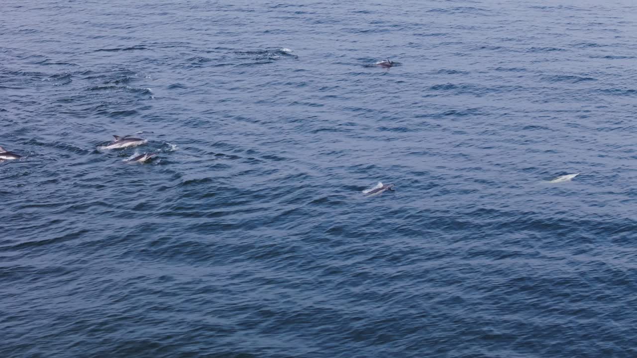 Cinematic drone clip of a pod of dolphins swimming and breaching across the surface of the calm ocean