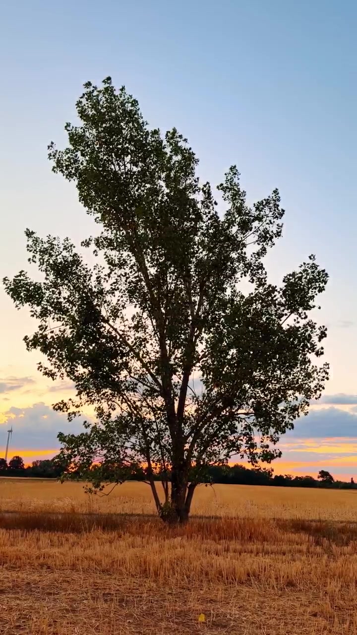 Albero in un campo al tramonto. Un albero solitario si erge in un campo mentre il sole tramonta, proiettando una silhouette contro il cielo colorato.