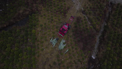 el trabajador carga árboles de navidad envueltos en un tractor rojo en la plantación