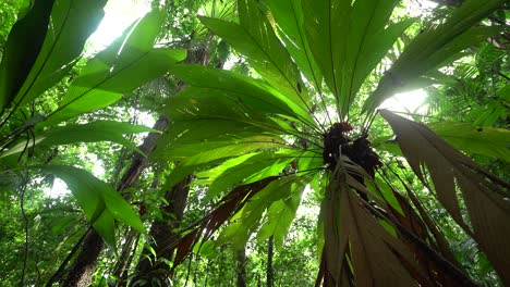 el sol brilla a través de la maleza de una selva tropical costarricense