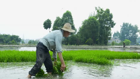 Agricultores-Asiáticos-Cosechan-Paquetes-De-Arroz-Verde-Trabajando-En-Arrozales,-Plántulas-Cultivadas-Agricultura-Alimentaria-De-Arroz