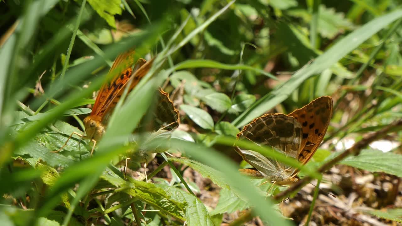 두 개의 아름다운 벽 갈색 나비가 풀에 숨어, 느린 움직임의 매크로  ⁇