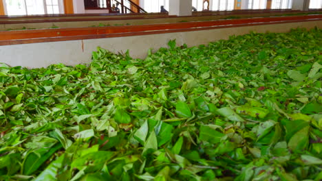 hojas de té que se secan en una instalación de procesamiento