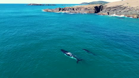 Luftdrohne-Südlicher-Glattwal-Spray-Bay-Ozean-Kalb-Tier-Säugetier-Meeresleben-Reisetourismus-Felsige-Landzunge-Crescent-Head-Kempsey-NSW-Australien-4k