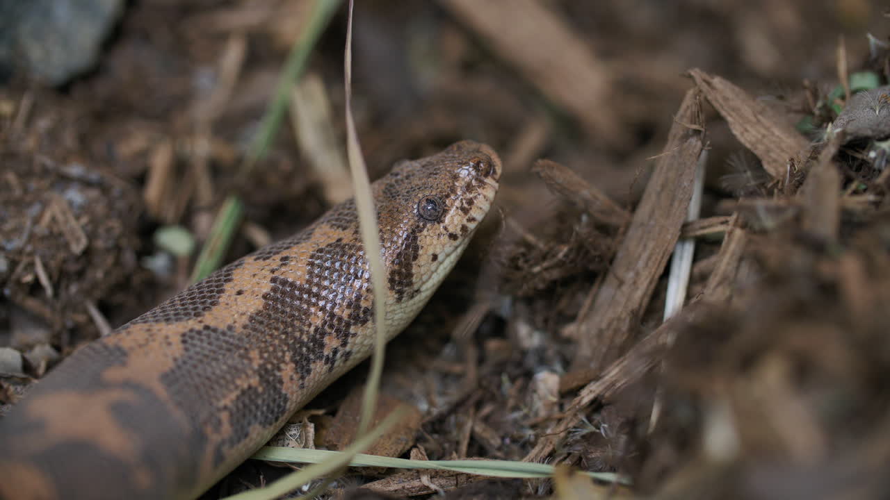 Close up side profile of Kenyan Sand boa