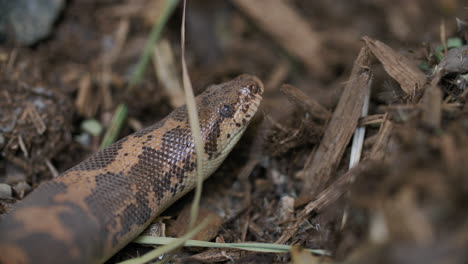 Cerrar-El-Perfil-Lateral-De-La-Boa-De-Arena-De-Kenia