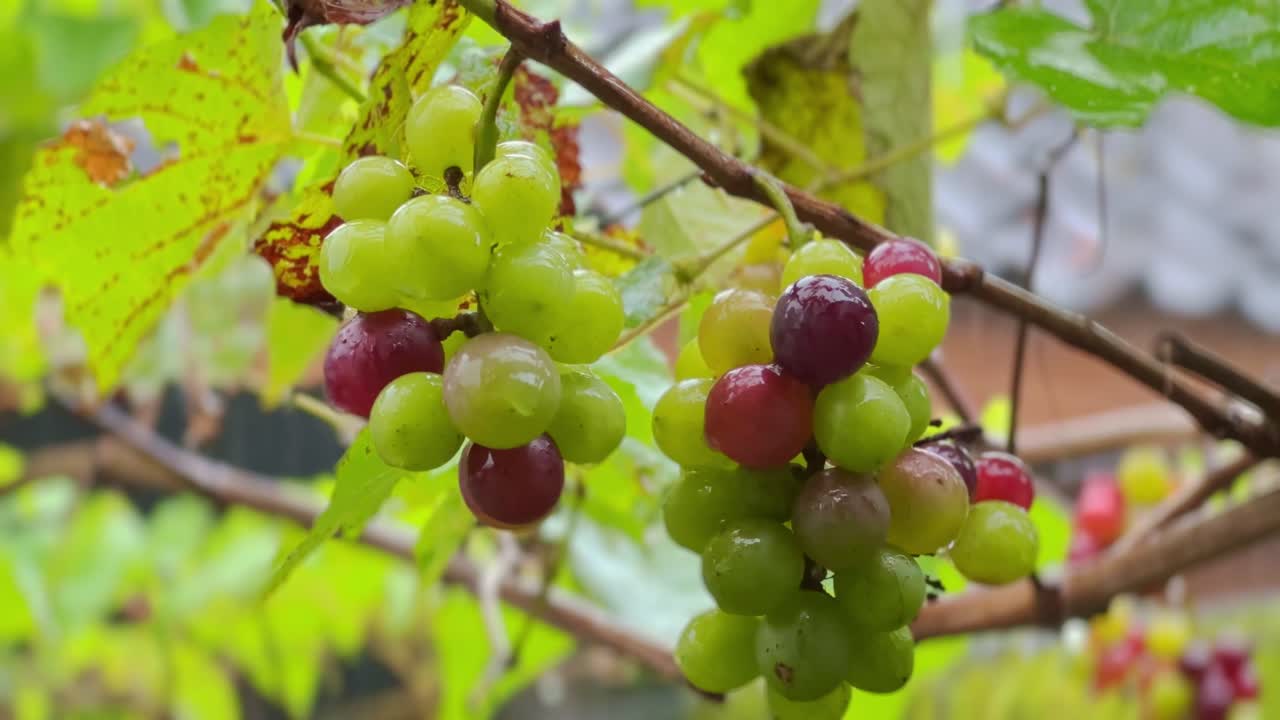 uvas colgando en el árbol