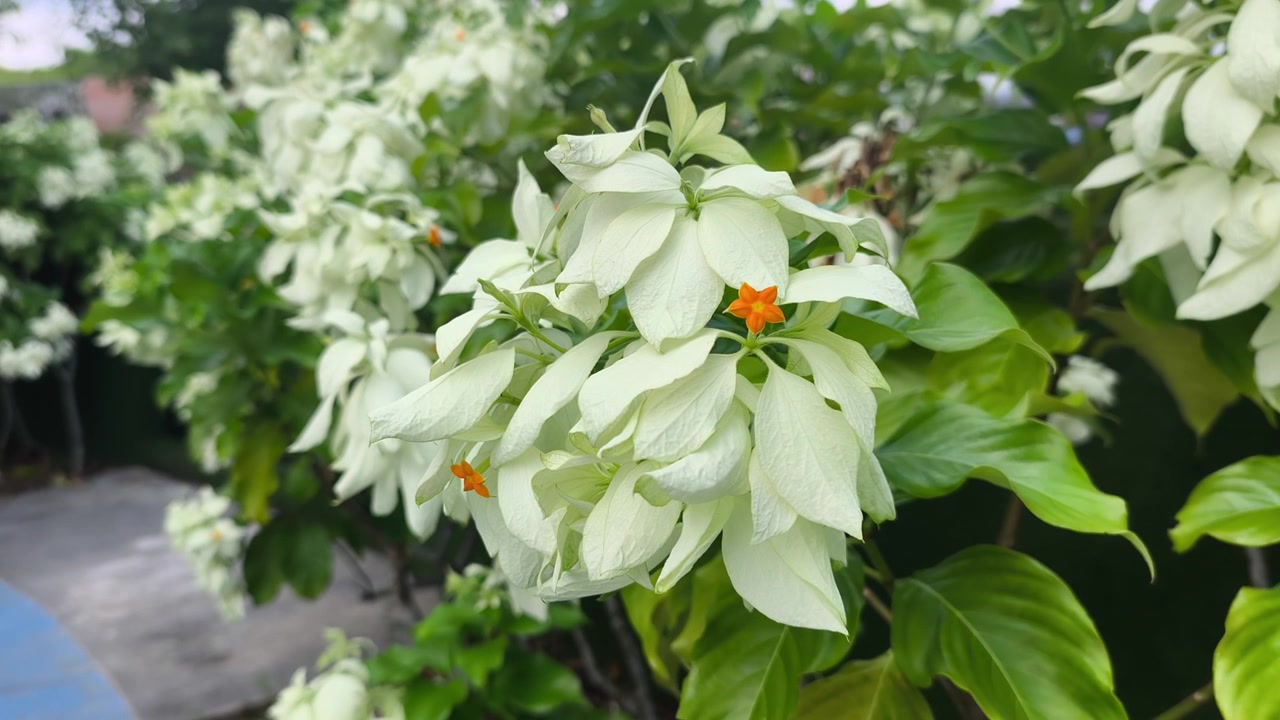 Un bellissimo arbusto di Mussaenda philippica Aurorae fiorisce all'aperto. Conosciuto anche come Dona Aurora, mostra splendide e grandi brattee bianche. Il fogliame verde lussureggiante crea un sorprendente contrasto tropicale