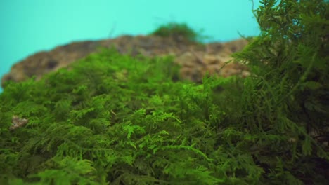 Traversing-the-verdant-vegetation,-with-delicate-plants-being-gently-planted,-against-a-blue-backdrop-as-an-overlay,-symbolizing-the-concept-of-growth,-renewal,-and-environmental-stewardship