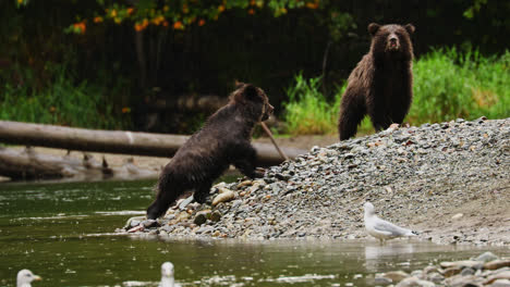 grizzly bear cubs feeding on salmon, great bear rainforest, canada